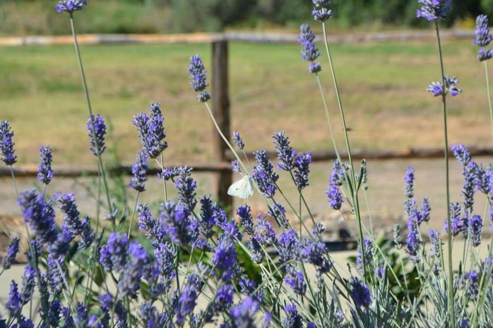Tenuta Edone'